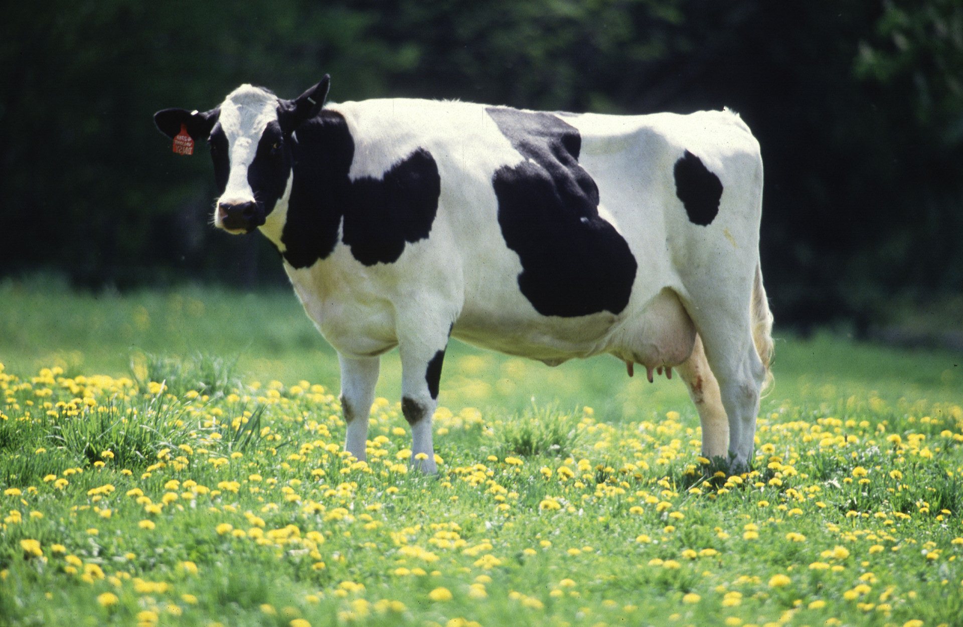 China clona 3 “súper vacas” que pueden producir 54 toneladas de leche al año; los planes son manada de 1.000 vacas.